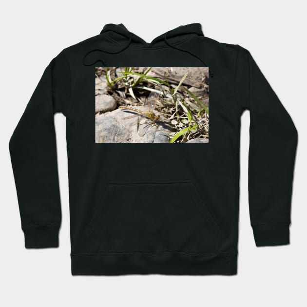 Dragonfly on rock Hoodie by clearviewstock